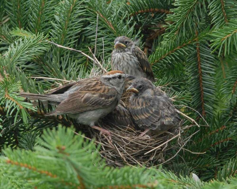 Sparrow Eggs What They Look Like When They Hatch More