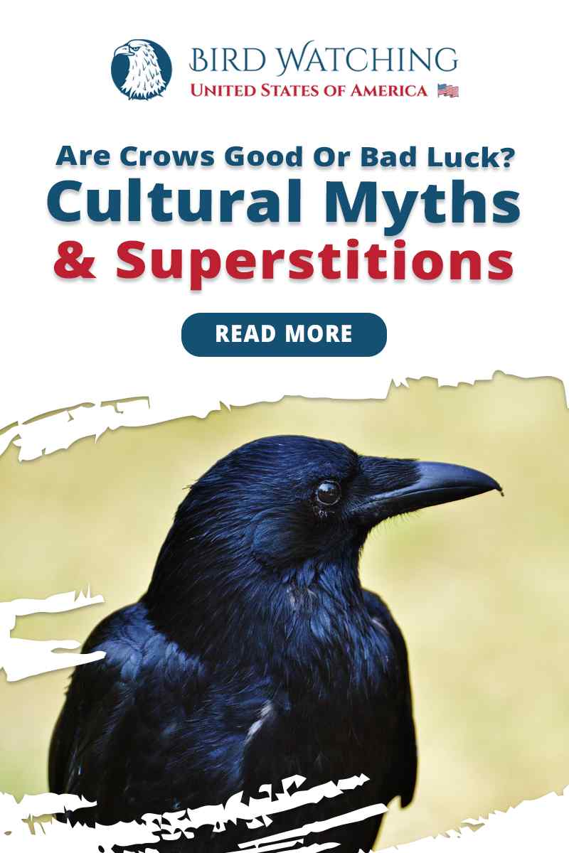 Are Crows Good Or Bad Luck Cultural Myths Superstitions