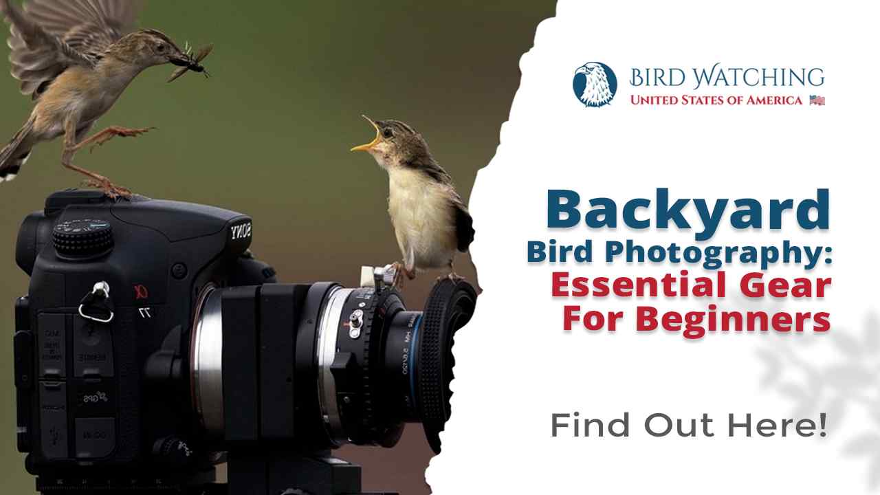 Backyard Bird Photography: Essential Gear for Beginners - Here is Your ...