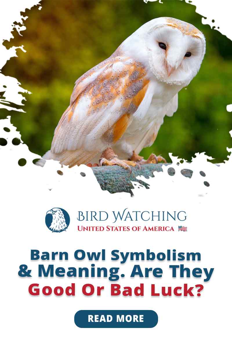 Barn Owl Symbolism Meaning Are They Good Or Bad Luck 