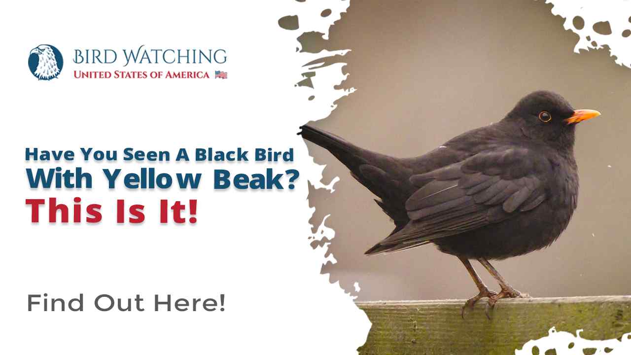 Black Birds with Yellow Beaks – Facts, List, Pictures