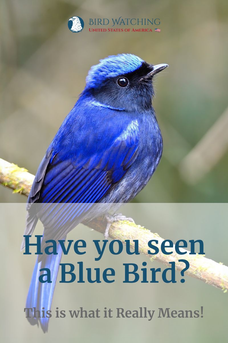 Blue Bird Symbolism 