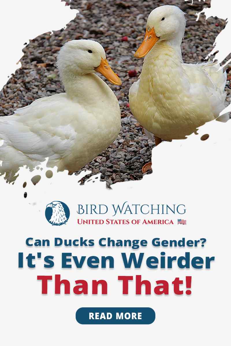 can-ducks-change-gender-it-s-even-weirder-than-that