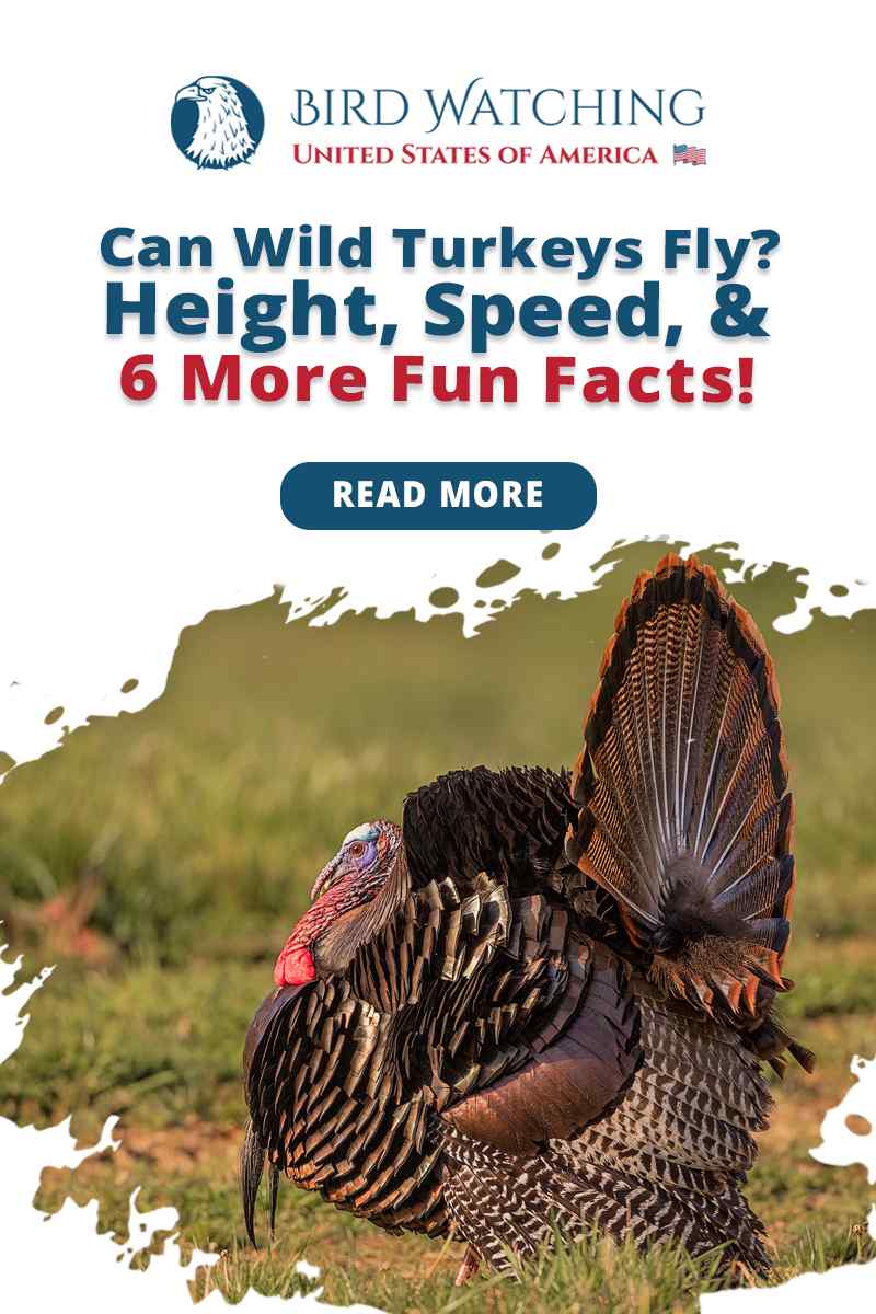 wild turkeys flying