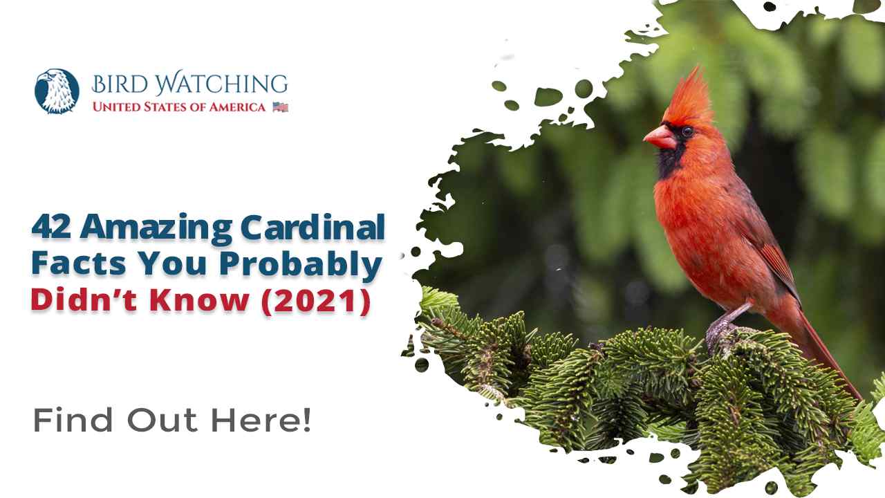 42 Amazing Cardinal Facts You Probably Didn't Know!