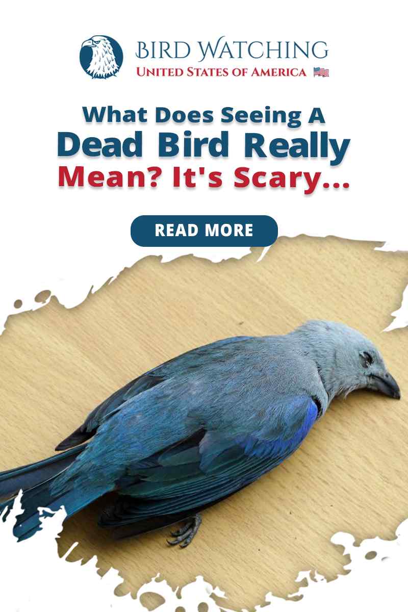 what-does-seeing-a-dead-bird-really-mean-it-s-scary