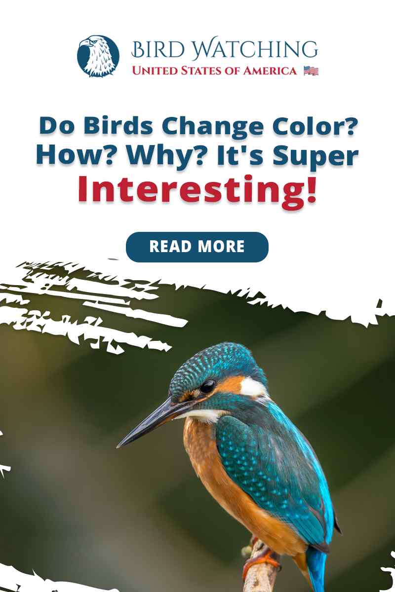 do-birds-change-color-how-why-it-s-super-interesting