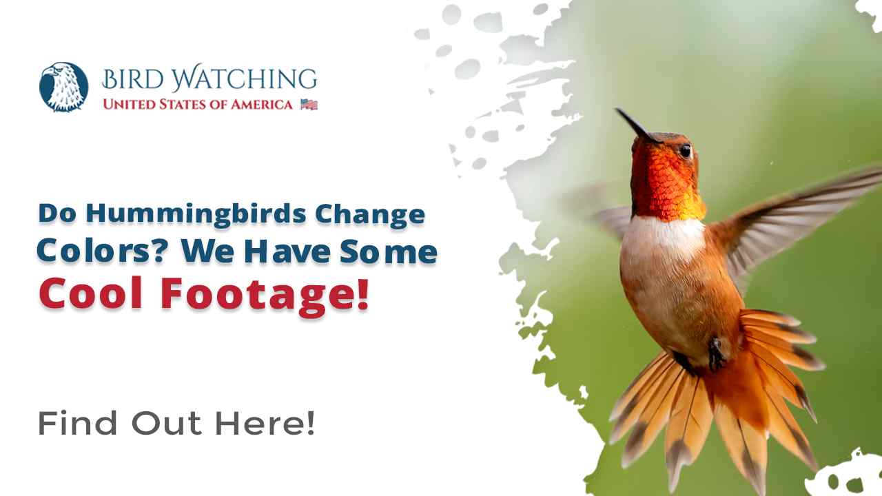 Do Hummingbirds Change Colors We Have Some Cool Footage