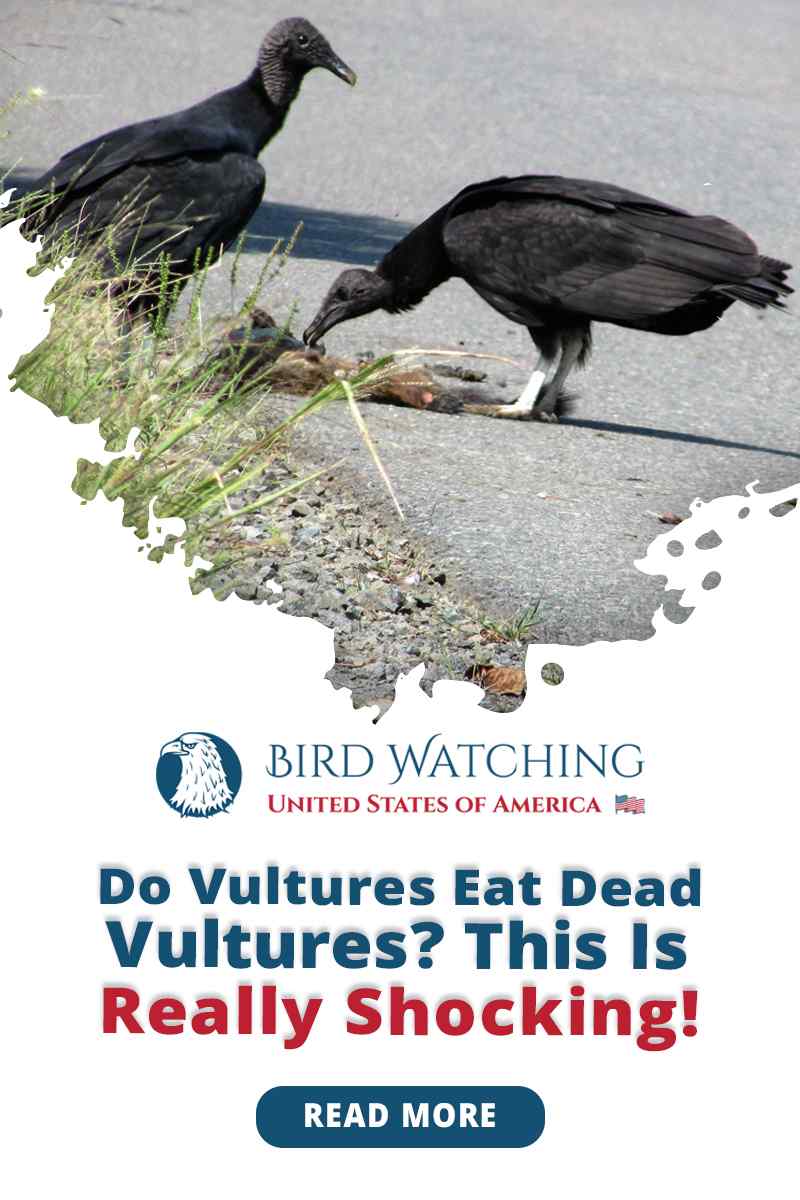 Do Vultures Eat Dead Vultures This Is Really Shocking 