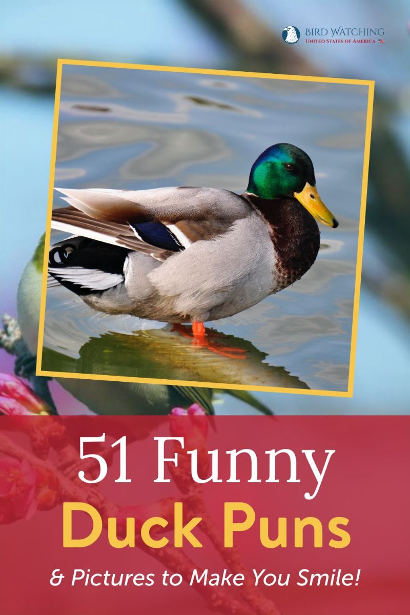 51 Funny Duck Puns & Pictures to Make You Smile!