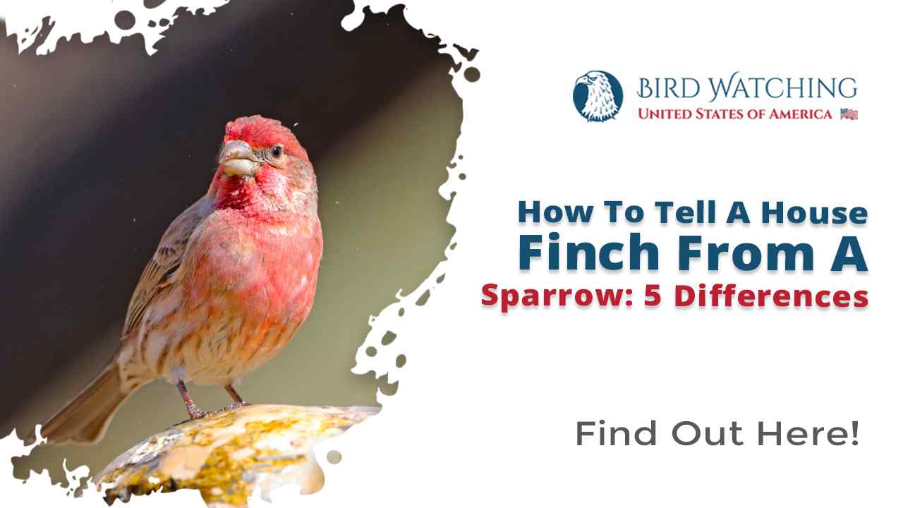 finch and sparrow