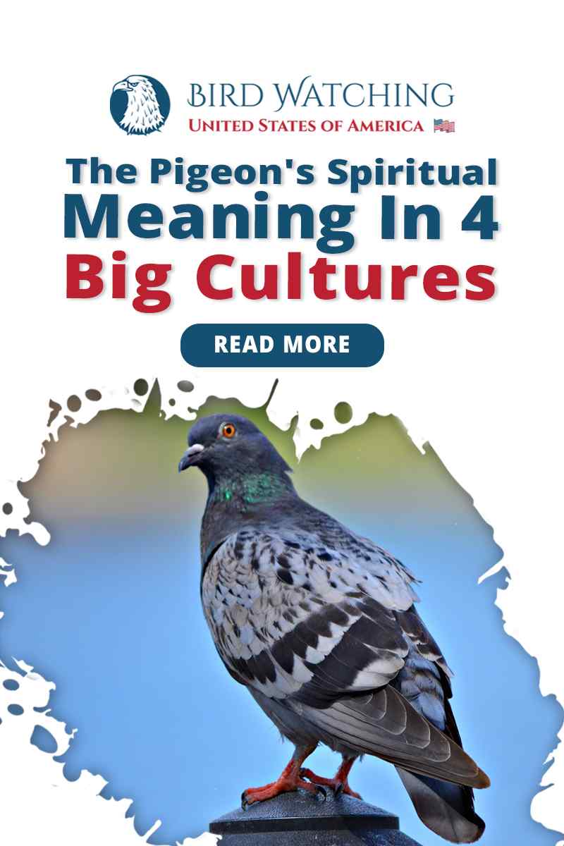 the-pigeon-s-spiritual-meaning-in-4-big-cultures