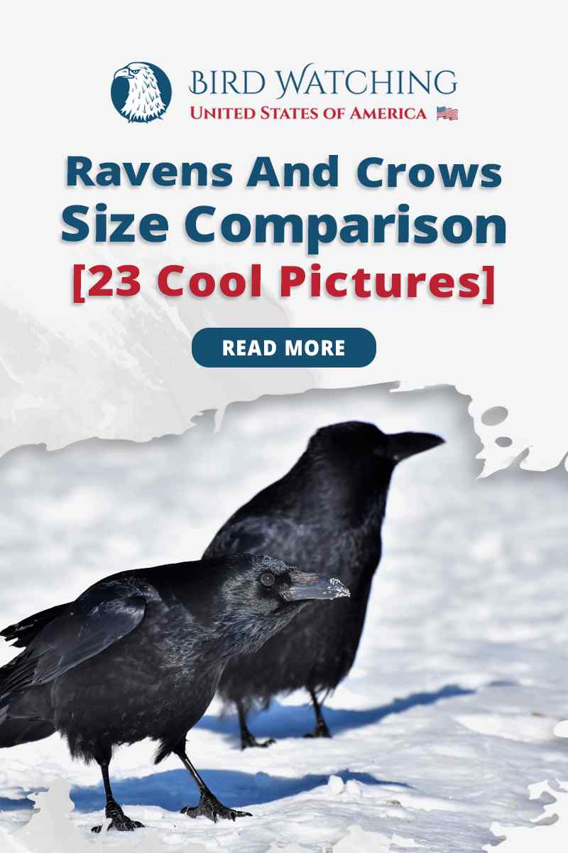 Ravens and Crows Size Comparison [23 Cool Pictures]