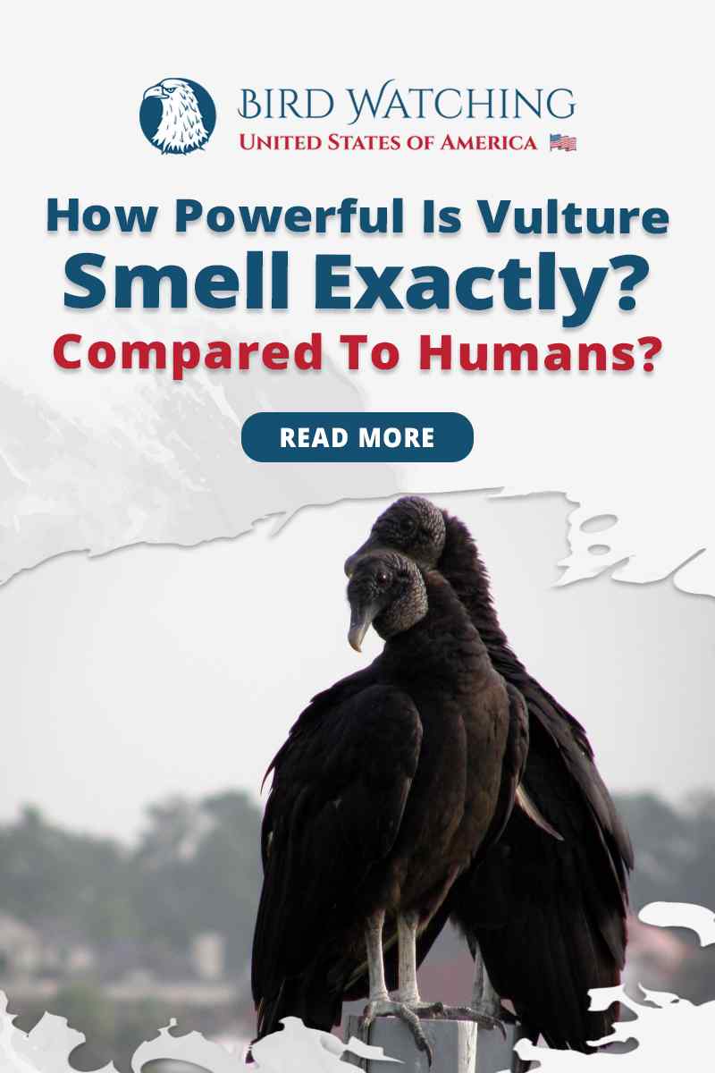 how-powerful-is-vulture-smell-exactly-compared-to-humans