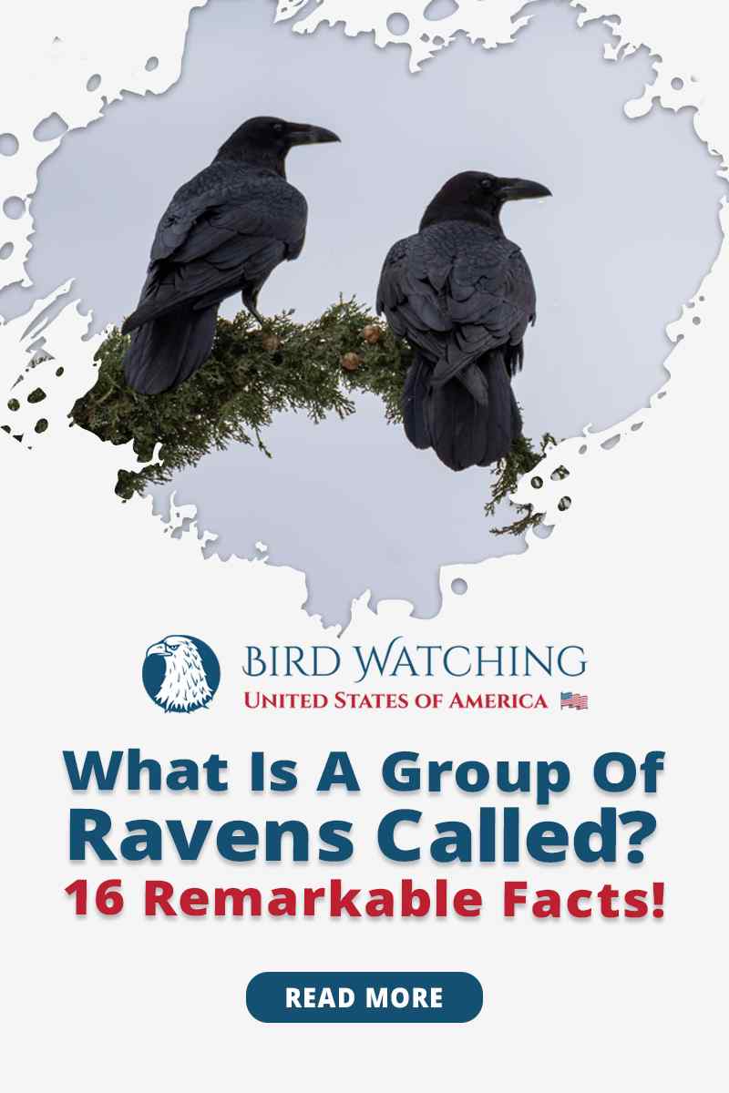 What Is A Group Of Ravens Called 16 Remarkable Facts