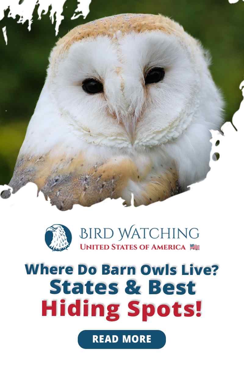 where-do-barn-owls-live-states-best-hiding-spots