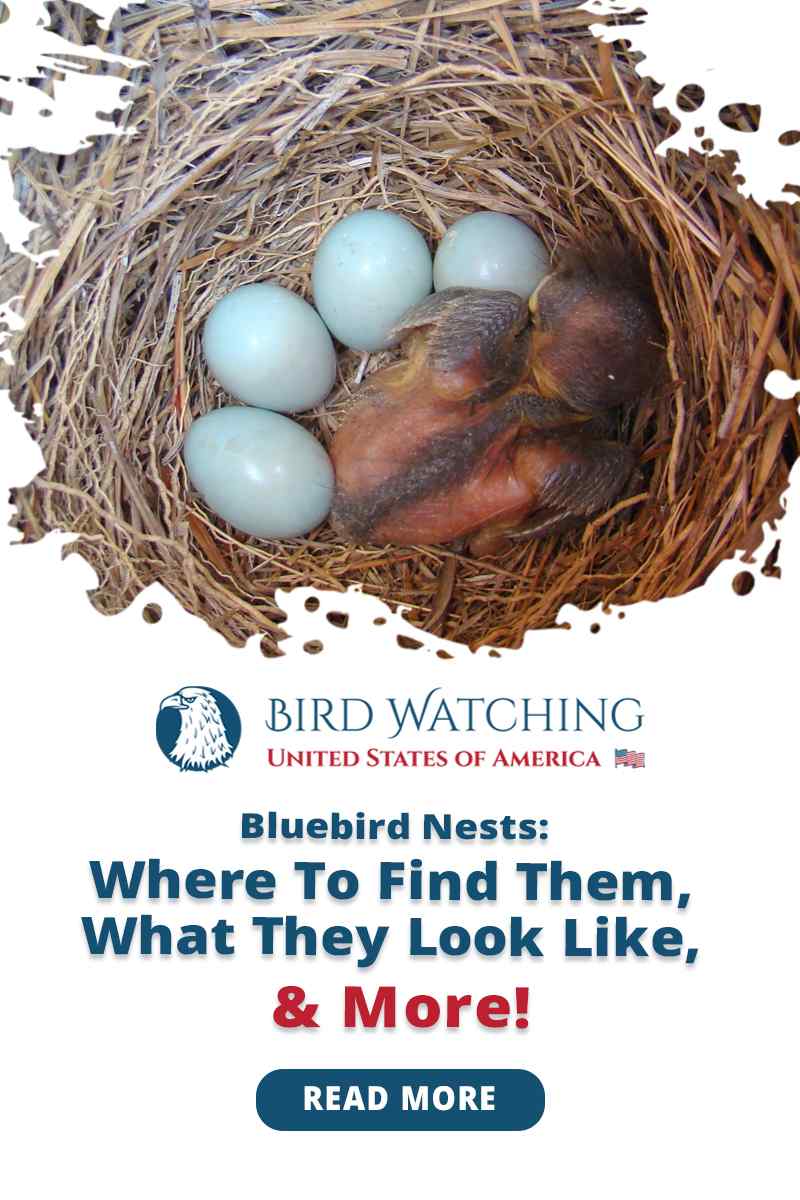 bluebird-nests-where-to-find-them-what-they-look-like-more
