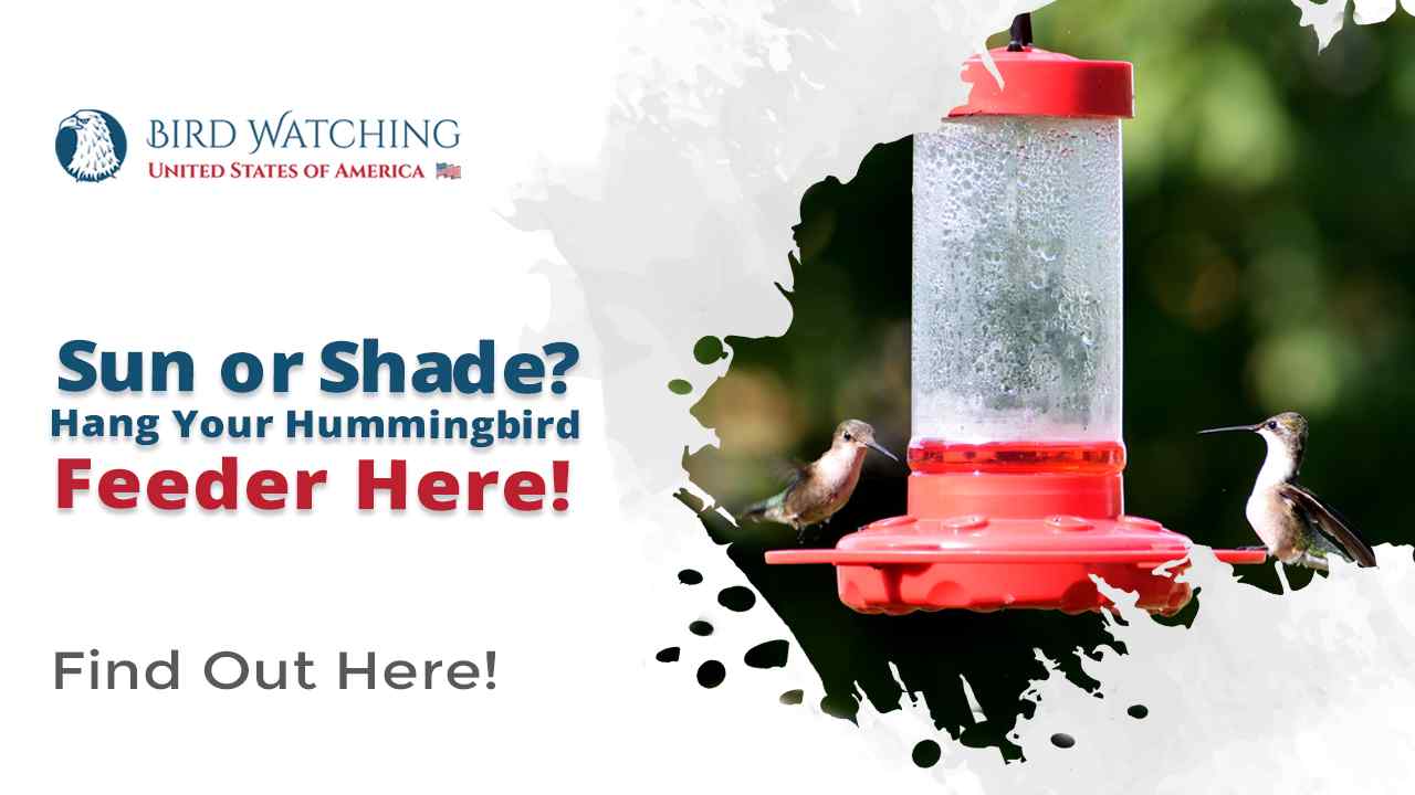 Sun or Shade? Somewhere In Between? Hang Your Hummingbird Feeder for