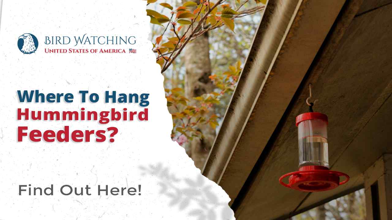 where to hang hummingbird feeder