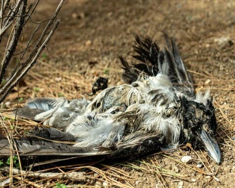 What Does Seeing 3 Crows (Or Ravens) Really Mean?