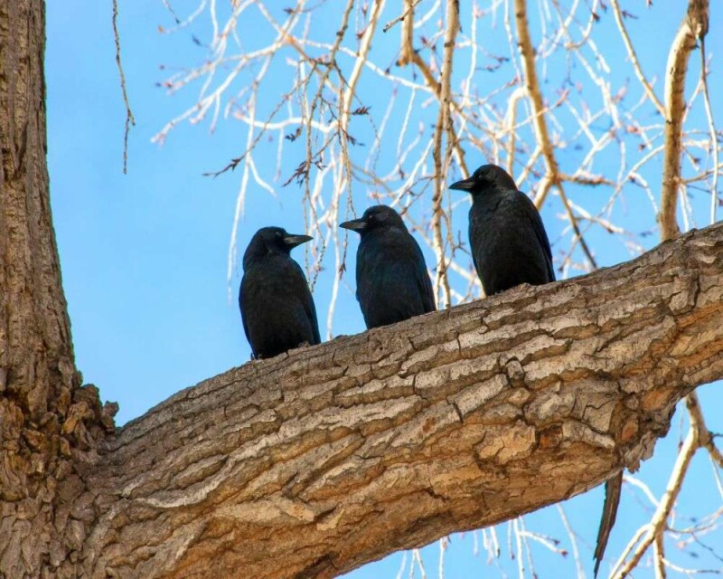 What Does Seeing 3 Crows (Or Ravens) Really Mean?