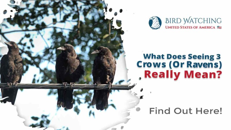 what-does-seeing-3-crows-or-ravens-really-mean