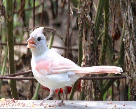 The Rare Albino Cardinal! 4 Amazing Images And 12 FAQs