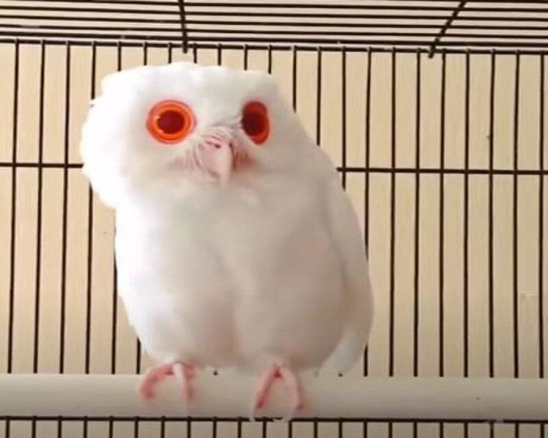 The Rare Albino Owl: FAQs of this Beautiful Bird! [4 Images]