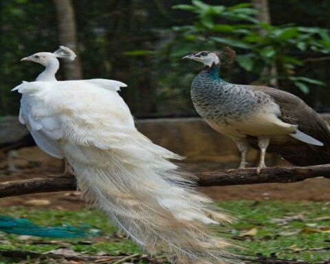 The Rare Albino Peacock! 6 Amazing Images And 16 FAQs