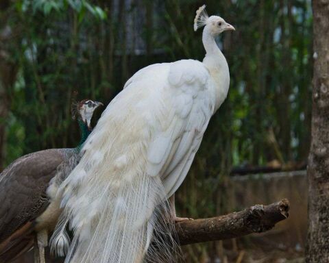 The Rare Albino Peacock! 6 Amazing Images And 16 FAQs