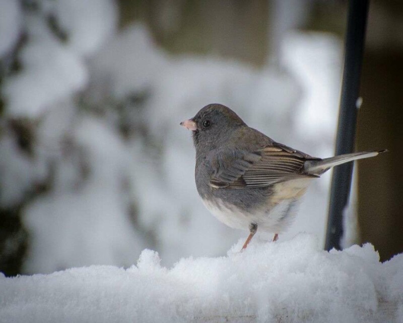 Are Birds Cold-Blooded? Why Don't They Freeze To Death!?