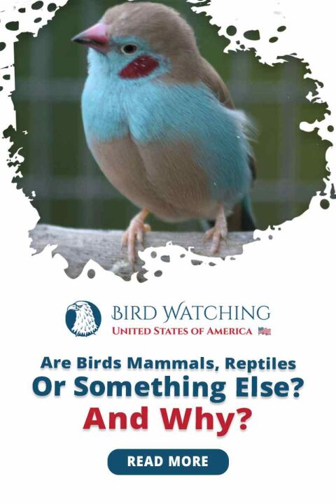 Are Birds Mammals, Reptiles, Or Something Else? And Why?