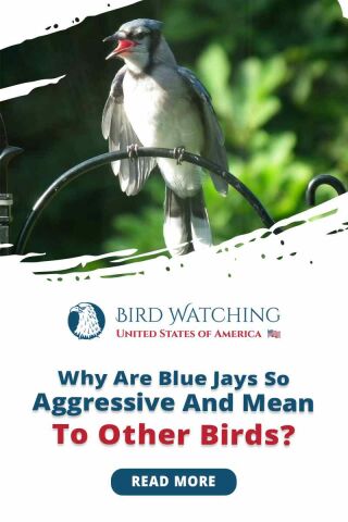 Why Are Blue Jays So Mean and Aggressive to Other Birds?