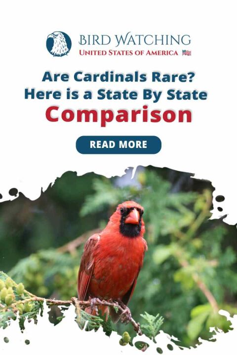 are-cardinals-rare-here-is-a-state-by-state-comparison