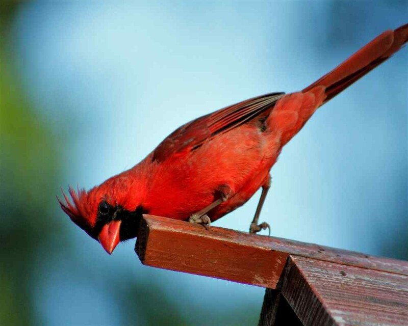 are-cardinals-rare-here-is-a-state-by-state-comparison