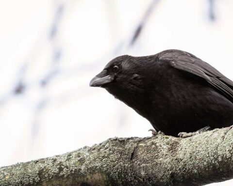 Will Crows Attack or Hurt Humans? 5 Tips to Avoid It!