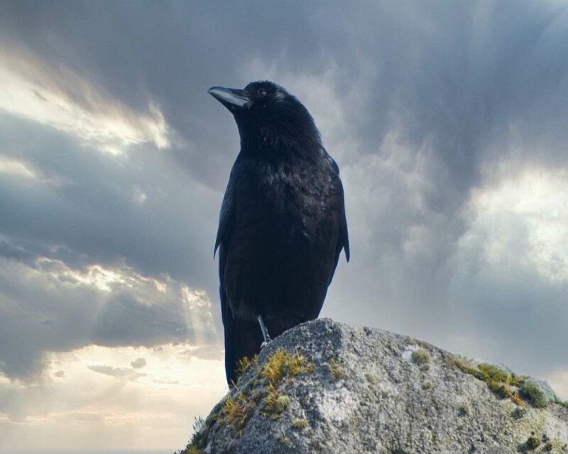 are-crows-good-or-bad-luck-cultural-myths-superstitions