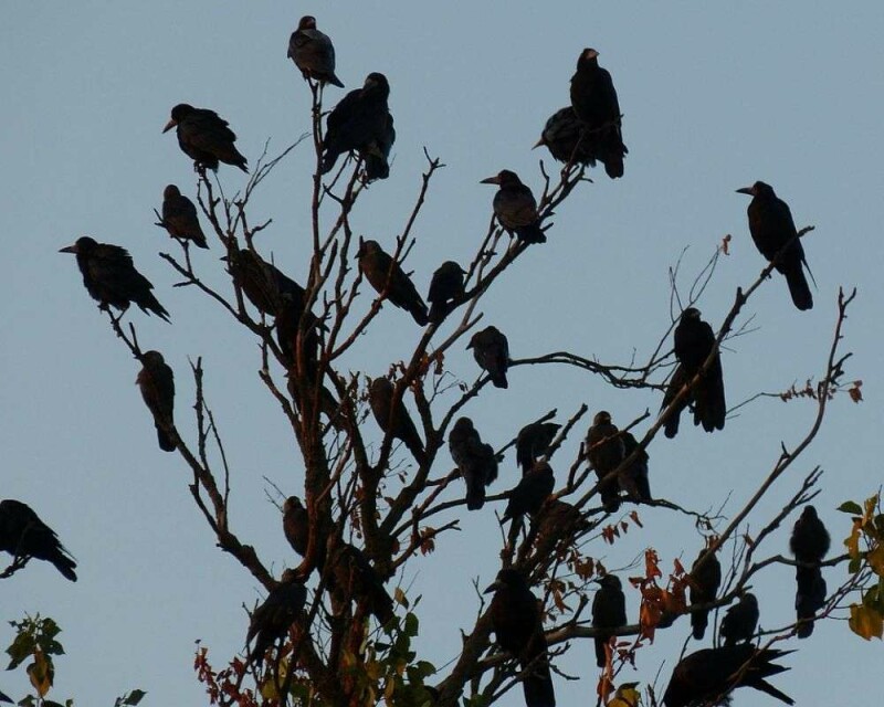 what-is-the-spiritual-meaning-of-seeing-crows-5-superstitions