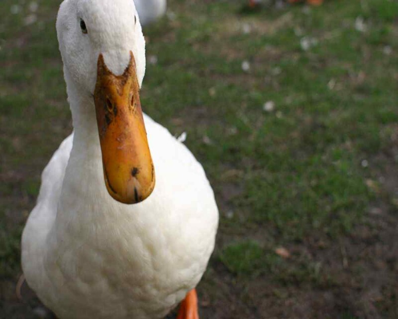 Are Ducks Aggressive or Territorial? Will They Bite You?