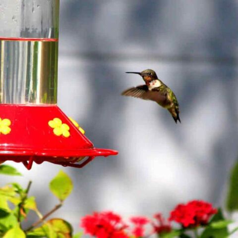 Are Hummingbird Feeders Bad For Hummingbirds? Find Out Fascinating Facts