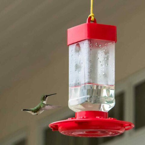 Are Hummingbird Feeders Bad for Hummingbirds? Find Out Fascinating Facts