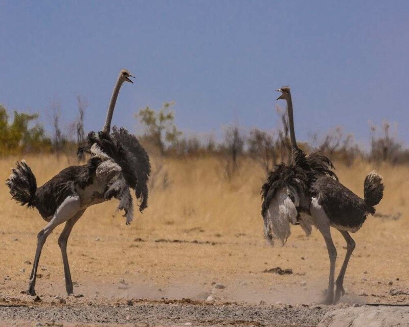 ostrich predators and enemies