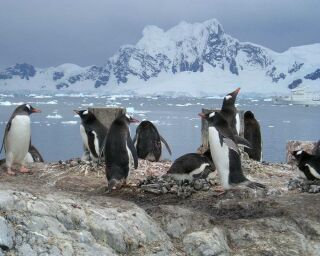 How Smart Are Penguins? Comparison With Other Animals!