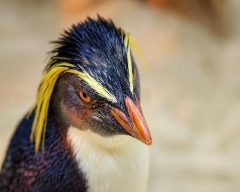 How Smart Are Penguins? Comparison With Other Animals!