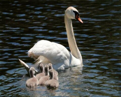 Are Swans Dangerous? Be Safe! And Keep Your Pets Safe!