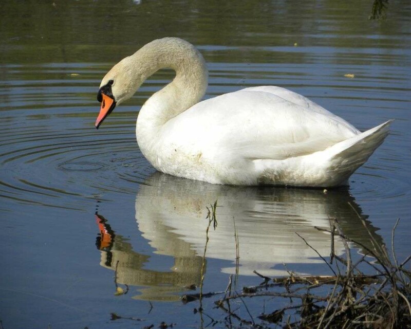 Are Swans White Why And 2 Other Amazing Swan Colors