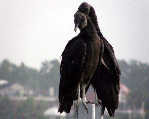 are vultures scavengers