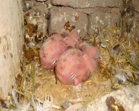 What Do Baby Pigeons Look Like? Where Are They? [15 Pictures]