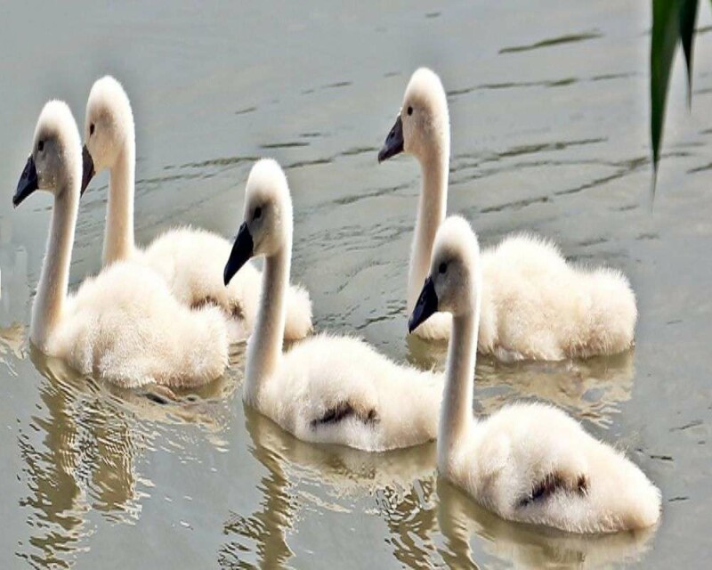 What Do Baby Swans Look Like? & 12 Amazing FAQs!