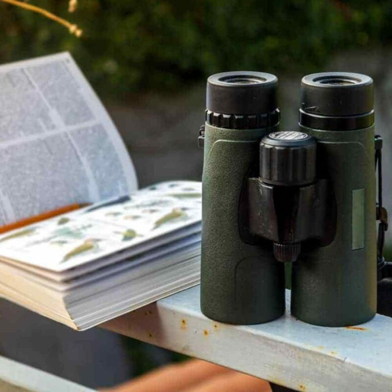 Backyard Bird Watching Essential Gear for Beginners Fantastic